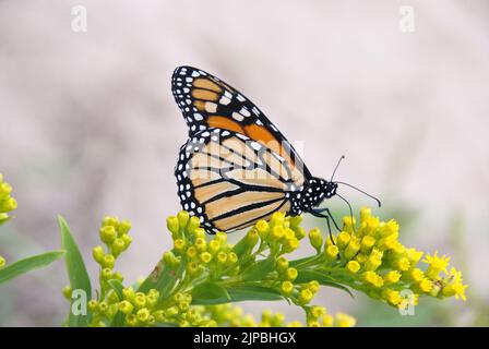 Weiblicher Monarch-Schmetterling auf Milchkraut in Blüte. Stockfoto
