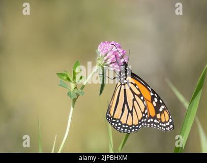 Nahaufnahme einer Profilansicht von Monarch Butterfly auf Rotklee auf einer Wiese Stockfoto