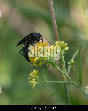 Eine große schwarze Wasp auf einer gelben Blume aus nächster Nähe Stockfoto