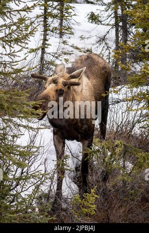 Elche (Alces alces) wandern frei im Denali National Park & Preserve in Denali, Alaska Stockfoto