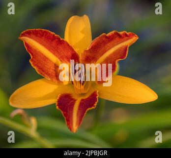 "Frans Hals' Daylily, Daglilja (Hemerocallis) Stockfoto