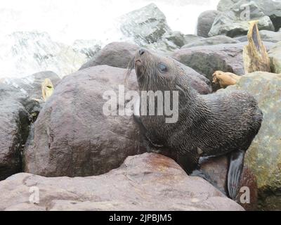 Neuseeländischer Seehundjunge (Arctocephalus forsyeri) auf Felsen Stockfoto