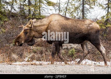 Elche (Alces alces) wandern frei im Denali National Park & Preserve in Denali, Alaska Stockfoto