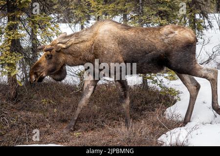 Elche (Alces alces) wandern frei im Denali National Park & Preserve in Denali, Alaska Stockfoto