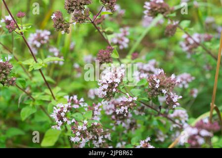 Origanum vulgare, oregano Sommerblumen Nahaufnahme selektiver Fokus Stockfoto