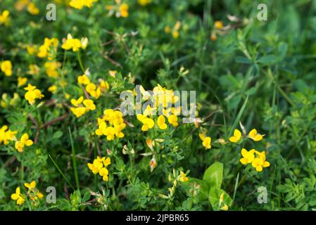 Lotus corniculatus, gewöhnliche, dreiflügelige gelbe Blüten, die selektiven Fokus abschellen Stockfoto