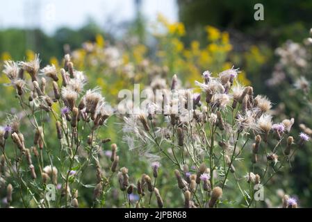 Cirsium arvense, schleichende Distel flauschige Sommerblüten Closeup selektiver Fokus Stockfoto