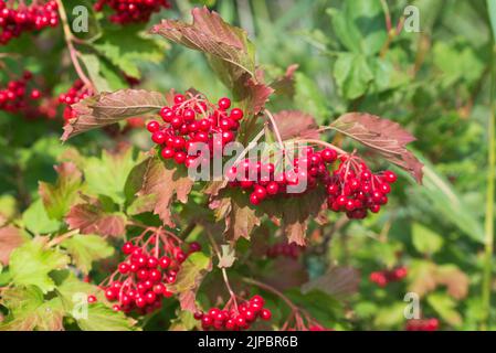 Viburnum opulus guelder Rose rote Beeren Nahaufnahme selektiver Fokus Stockfoto