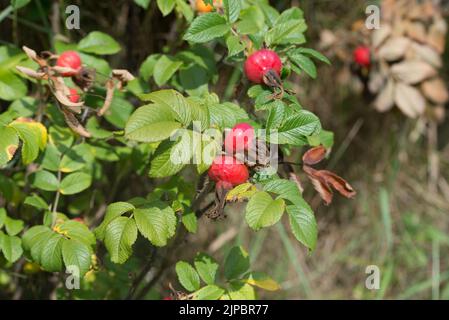 Rosa rugosa, japanische rosa rote Beeren Nahaufnahme selektiver Fokus Stockfoto