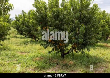 Pfirsich-Obstbaum voll mit reifen Pfirsichen im Obstgarten Stockfoto