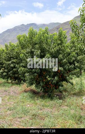 Schöner Pfirsichbaum mit vielen frischen und biologischen Pfirsichen im Obstgarten Stockfoto