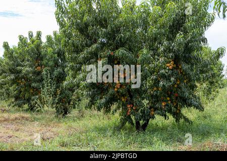 Ein Pfirsichbaum mit vielen frischen Pfirsichen im Obstgarten Stockfoto