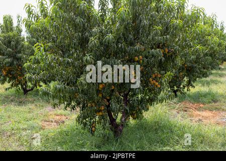 Pfirsich Obstbaum Zweige voll mit Pfirsichen im Obstgarten Stockfoto