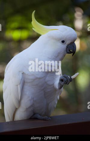 Cockatoo aus Schwefelkuhn, der auf der Terrasse einen Apfel isst Stockfoto