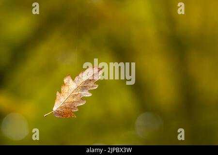 Das trockene Blatt der Eiche, das in der Luft auf dem Faden der Spinne hängt Stockfoto