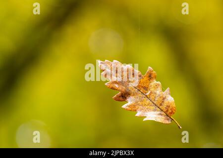 Das trockene Blatt der Eiche, das in der Luft auf dem Faden der Spinne hängt Stockfoto