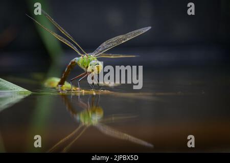 Eine Kaiserdragonfly (Anax Imperator) legt Eier im Wasser ab, sonniger Tag im Frühling, Wien (Österreich) Stockfoto