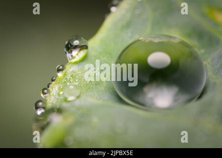Nahaufnahme verschiedener Wassertropfen auf einem grünen Blatt Stockfoto