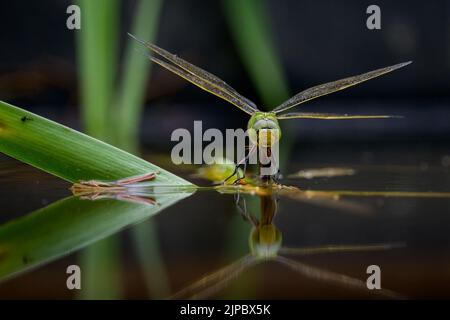 Eine Kaiserdragonfly (Anax Imperator) legt Eier im Wasser ab, sonniger Tag im Frühling, Wien (Österreich) Stockfoto