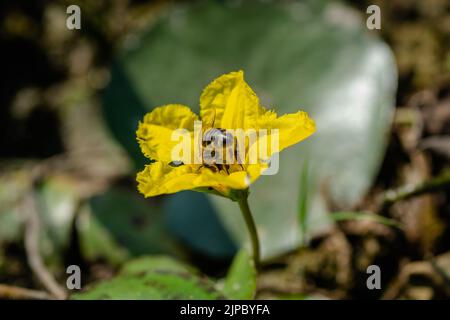 Gelbe Seerosenblüten wachsen auf dem Wasser. Eine Honigbiene auf einer kleinen gelben Seerose blüht auf einer getrockneten Seenoberfläche, aus der Nähe. Stockfoto