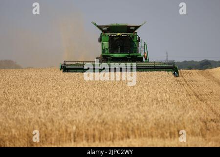 Peterborough, Großbritannien. 13. August 2022. Ein Mähdrescher, der am 13. August 2022 auf einem Feld in der Nähe von Peterborough, Cambridgeshire, Großbritannien, an Feldfrüchten arbeitet Kredit: Paul Marriott/Alamy Live News Stockfoto