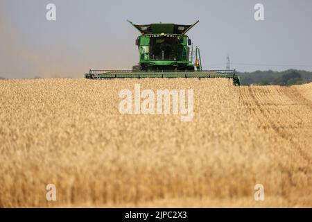 Peterborough, Großbritannien. 13. August 2022. Ein Mähdrescher, der am 13. August 2022 auf einem Feld in der Nähe von Peterborough, Cambridgeshire, Großbritannien, an Feldfrüchten arbeitet Kredit: Paul Marriott/Alamy Live News Stockfoto