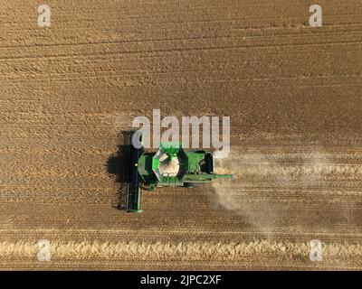 Peterborough, Großbritannien. 13. August 2022. Ein Mähdrescher, der am 13. August 2022 auf einem Feld in der Nähe von Peterborough, Cambridgeshire, Großbritannien, an Feldfrüchten arbeitet Kredit: Paul Marriott/Alamy Live News Stockfoto