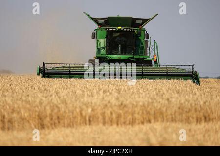 Peterborough, Großbritannien. 13. August 2022. Ein Mähdrescher, der am 13. August 2022 auf einem Feld in der Nähe von Peterborough, Cambridgeshire, Großbritannien, an Feldfrüchten arbeitet Kredit: Paul Marriott/Alamy Live News Stockfoto