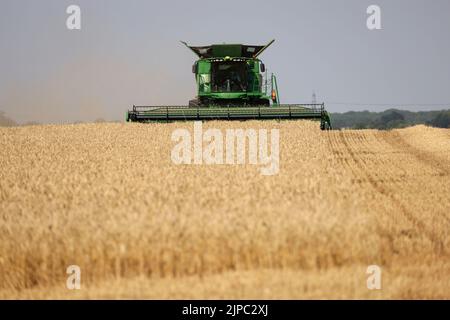 Peterborough, Großbritannien. 13. August 2022. Ein Mähdrescher, der am 13. August 2022 auf einem Feld in der Nähe von Peterborough, Cambridgeshire, Großbritannien, an Feldfrüchten arbeitet Kredit: Paul Marriott/Alamy Live News Stockfoto