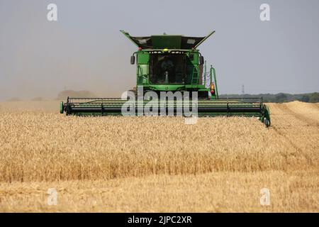 Peterborough, Großbritannien. 13. August 2022. Ein Mähdrescher, der am 13. August 2022 auf einem Feld in der Nähe von Peterborough, Cambridgeshire, Großbritannien, an Feldfrüchten arbeitet Kredit: Paul Marriott/Alamy Live News Stockfoto