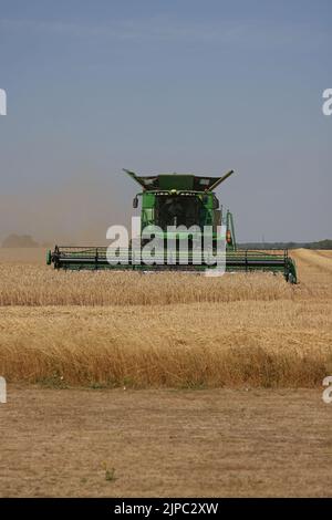 Peterborough, Großbritannien. 13. August 2022. Ein Mähdrescher, der am 13. August 2022 auf einem Feld in der Nähe von Peterborough, Cambridgeshire, Großbritannien, an Feldfrüchten arbeitet Kredit: Paul Marriott/Alamy Live News Stockfoto