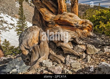 Stamm der Borstenkiefer, Pinus longaeva, Great Basin National Park, Nevada, USA Stockfoto