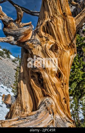 Stamm der Borstenkiefer, Pinus longaeva, Great Basin National Park, Nevada, USA Stockfoto