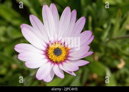 Eine zarte Blume von Osteospermum oder Lady Leitrim blüht im Garten Stockfoto