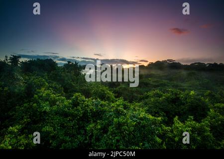 Panama-Landschaft mit wunderschönem Regenwald bei Sonnenaufgang im Soberania-Nationalpark, Provinz Colon, Republik Panama, Mittelamerika. Stockfoto
