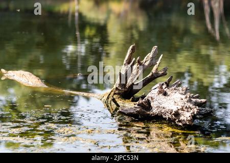 Schlammiges Seewasser. Ein Blick auf einen gefallenen Baum im trüben Wasser eines Sees, der von der sommerlichen Morgensonne beleuchtet wird. Stockfoto