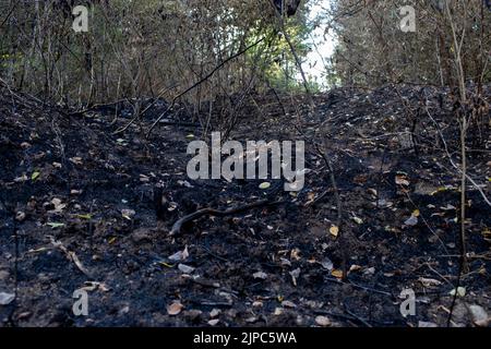 Feux de forêt été 2022 Stockfoto