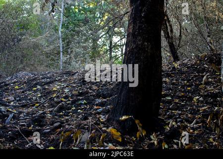 Feux de forêt été 2022 Stockfoto