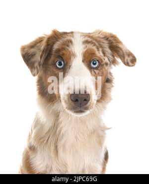 Miniatur American Shepherd vor weißem Hintergrund Stockfoto