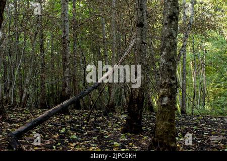 Feux de forêt été 2022 Stockfoto