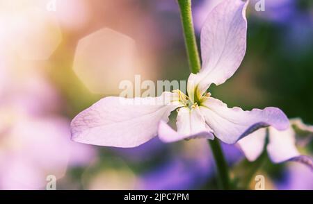 Rosa Matthiola Nahaufnahme, natürlicher floraler Hintergrund, selektiver Fokus Stockfoto