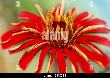 Zarte rote Zinnie auf grünem Hintergrund. Gartenarbeit, Stockfoto