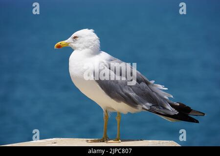 Kleine Möwe mit schwarzer Rückendeckung auf Säule am Meer Stockfoto