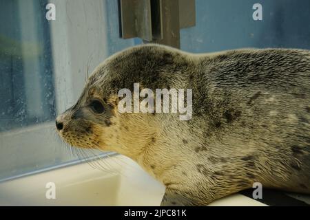 Dichtung im Rettungszentrum, halichoerus grypus Stockfoto