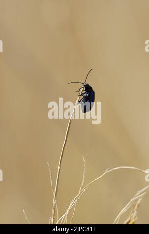Der Erlenblattkäfer klettert nach oben Stockfoto