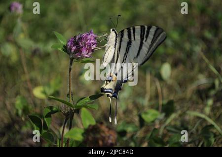 Seltener Schwalbenschwanz (Iphiclides podalirius), der auf einem Trifolium pratense ernährt, Sommer, Artvin - Türkei Stockfoto