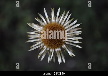 Carline Distel (Carlina vulgaris), Sommer, Artvin - Türkei Stockfoto