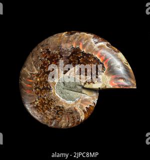 Ammonit fossile Schale isoliert auf schwarzem Hintergrund. Stockfoto