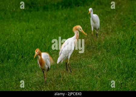 Rinderreiher oder Bubulcus Ibis in einem Zuchtgefieder in natürlichem grünen Hintergrund im keoladeo Nationalpark oder bharatpur Vogelschutzgebiet rajasthan indien Stockfoto