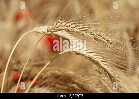 Ähren von Weizen auf dem Feld auf rotem Mohngrund. Ländliche Szene, Hintergrund für Ernte und Landwirtschaft Stockfoto